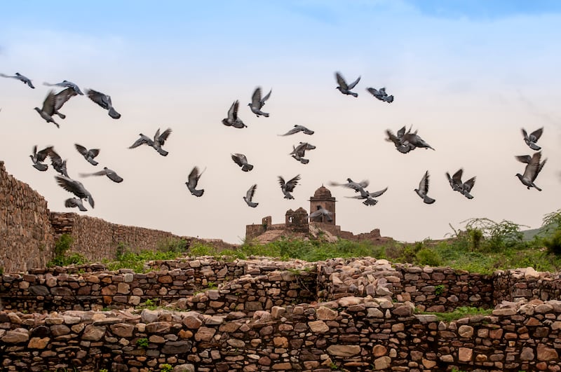 Pigeons flutter over the ruins