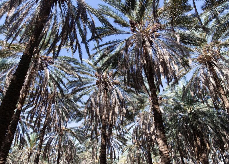 RIYADH, KINGDOM OF SAUDI ARABIA. 29 SEPTEMBER 2019. 
Date farm in Al Ula.  Al Ula is known also for it’s dates export.
(Photo: Reem Mohammed/The National)

Reporter:
Section: