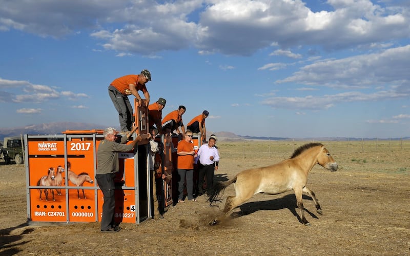 A Przewalski's horse leaves its container after being released in Takhin Tal National Park, in south-west Mongolia. Reuters