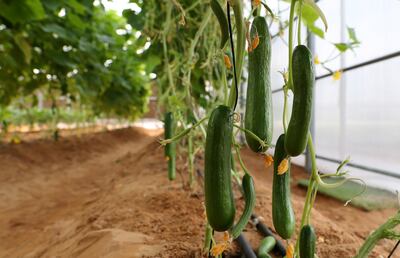 DUBAI, UNITED ARAB EMIRATES , Nov 10  – 2019 :- Cucumber plant inside the green house at the Arbor School in Al Furjan  in Dubai. ( Pawan Singh / The National )  For Weekend. Story by Katy Gillett