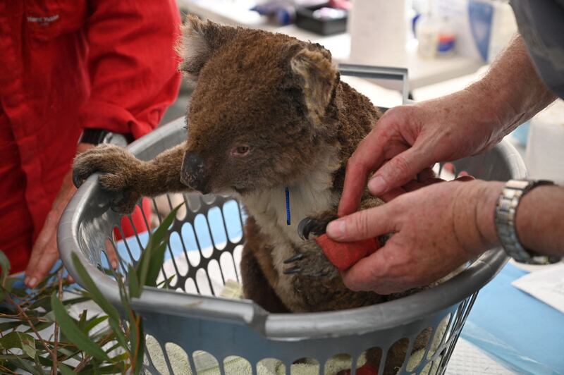 An injured koala is looked at by a vet after it was treated for burns at a makeshift field hospital on Kangaroo Island, Australia. AFP