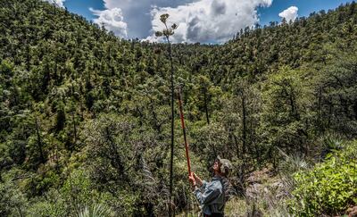 A member of the Millennium Seed Bank team during the collection of seeds from an agave plant in Mesa Tres Rios, Sonora, Mexico. Alamy