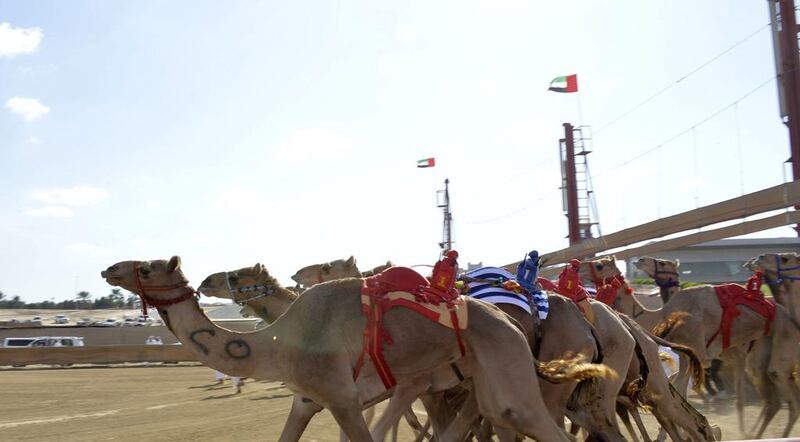 Camels race in the finals of the Sheikh Zayed Camel Races Grand Prix Festival in Al Wathba, Abu Dhabi.