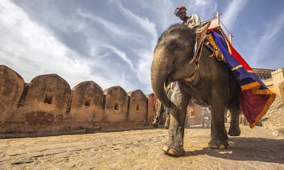 A man rides an elephant outside Amber Fort, Jaipur, India. 