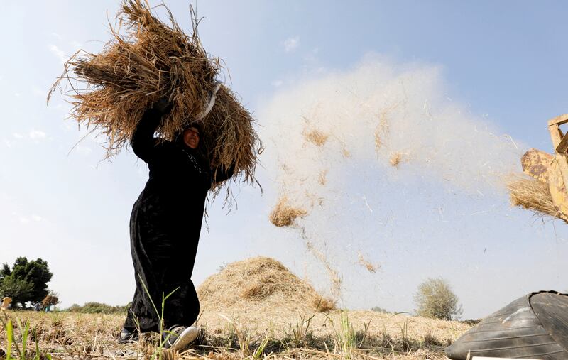 A farmer carries rice north of Cairo. Reuters