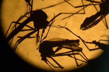 Aedes aegypti mosquitos in a laboratory at the University of El Salvador. Health authorities continue their efforts to eliminate the mosquito, vector of the Zika virus. Marvin Recinos / AFP Photo