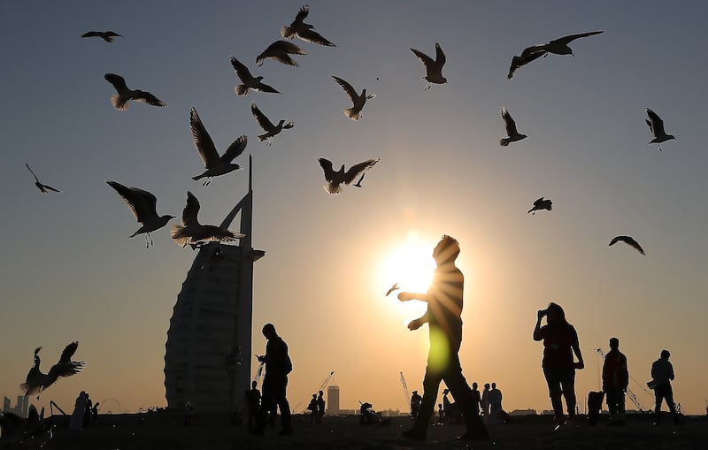 Seagulls at the Jumeirah open beach near the Burj Al Arab hotel in Dubai. Pawan Singh / The National