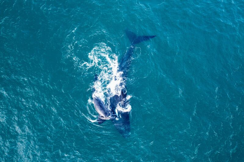 Southern right whales swimming off the coast of Infanta, near the Breede River estuary, South Africa. AFP