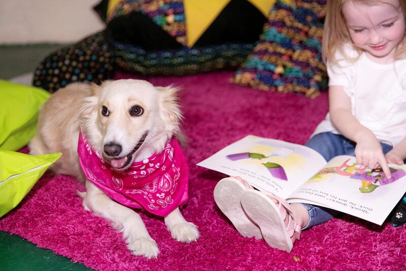 ABU DHABI, UNITED ARAB EMIRATES - JUNE 1 2019.

Adelaide the Mixed Breed, is currently being trained by Reading Dogs Abu Dhabi.

Reading Dogs. In order to qualify as a Reading Dog, each dog has to go through a rigorous assessment programme overseen by our dog trainer Denise Vertigen.  All Reading Dogs have also been given a clean bill of health by their local vet.

(Photo by Reem Mohammed/The National)

Reporter: 
Section: NA