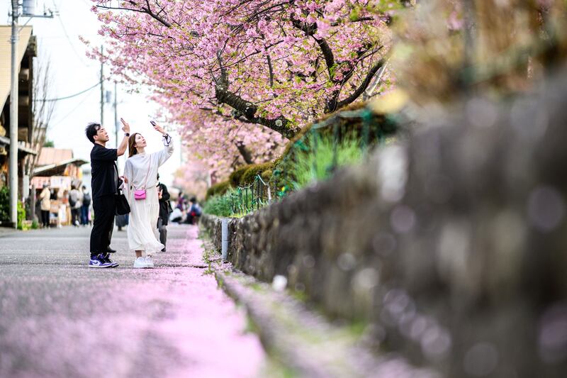 People photograph the cherry blossoms in Kawazu, Shizuoka Prefecture, Japan. AFP