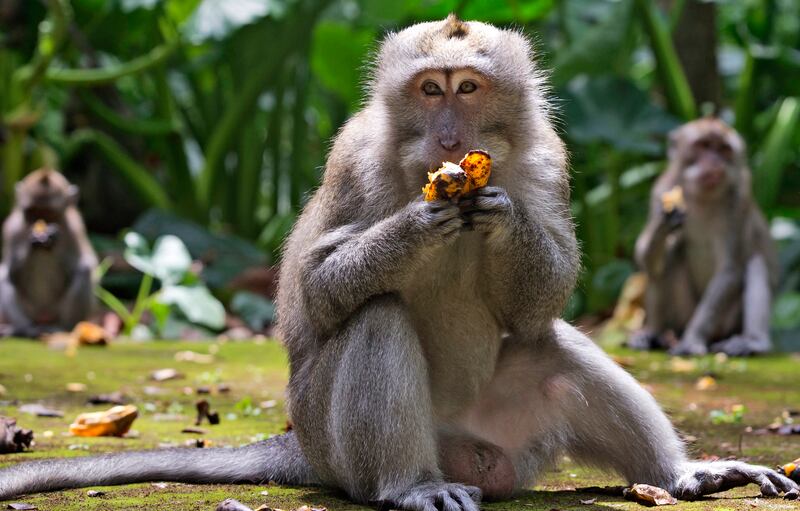 Macaques eat bananas during feeding time at Sangeh Monkey Forest in Sangeh, Bali Island, Indonesia. AP Photo