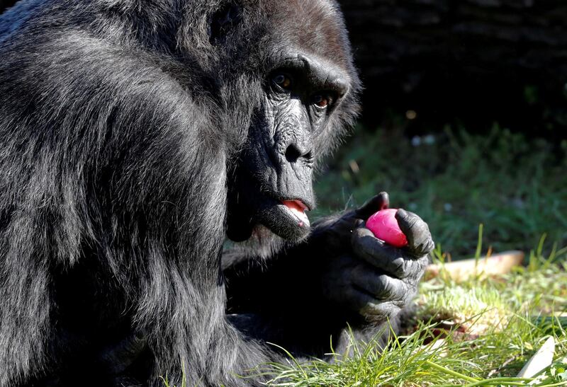 FILE PHOTO: Western lowland gorilla Fatou eats a hard-boiled Easter Egg during a media event at the Zoo in Berlin, Germany, April 16, 2019.    REUTERS/Fabrizio Bensch/File Photo
