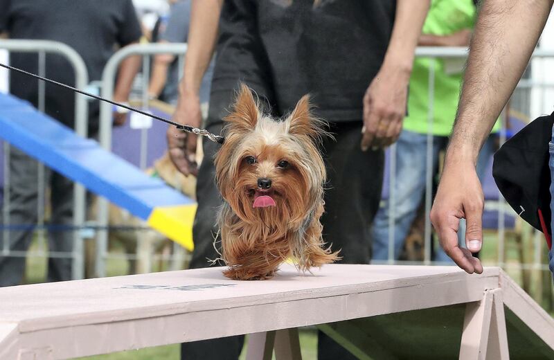 ABU DHABI , UNITED ARAB EMIRATES , APRIL 13   – 2018 :- One of the pet taking part in the dog show during the pet festival held at DU arena on Yas Island in Abu Dhabi. ( Pawan Singh / The National ) For News