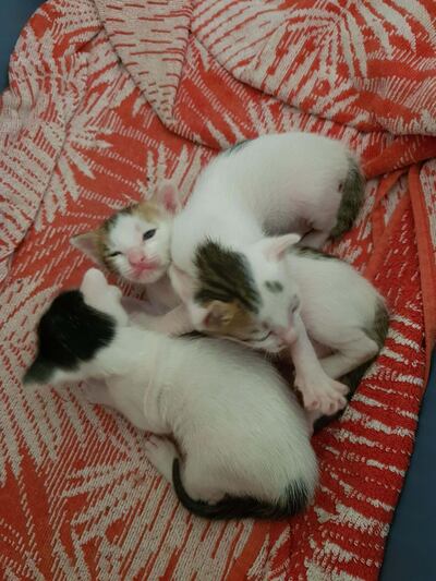 Kittens. Sarah Maisey / The National