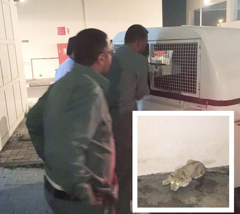  A lion was reported on the loose in Dubai’s Al Barsha neighbourhood on Thursday evening. The lion is believed to have escaped from its owner’s home in the area. Courtesy Dubai Municipality