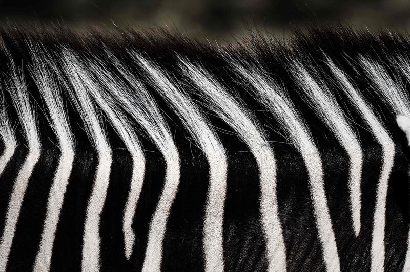 A close-up of a zebra in an enclosure at the Paris zoological park. AFP