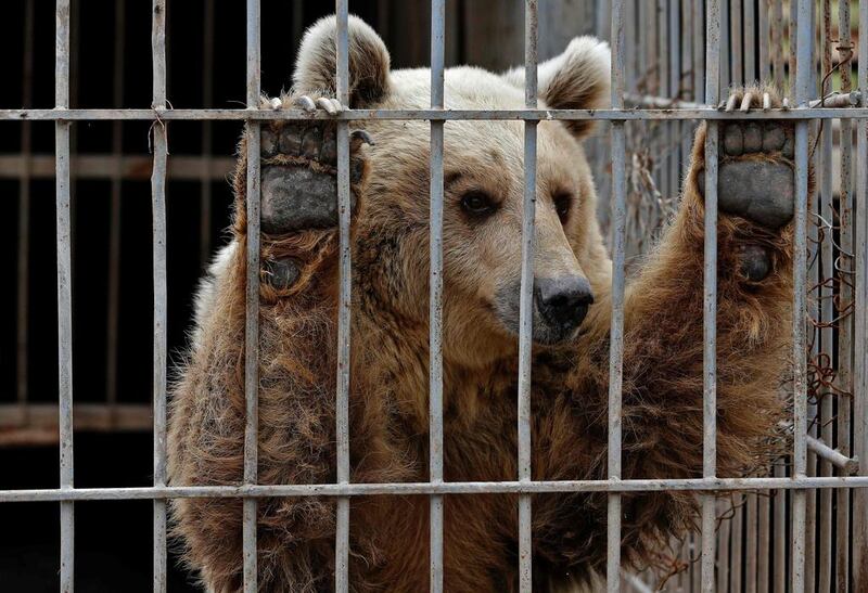 Lula, an abandoned bear, in a cage at Muntazah al-Nour zoo in Mosul as the international animal welfare charity Four Paws tried to evacuate the animals left at the zoo. AFP