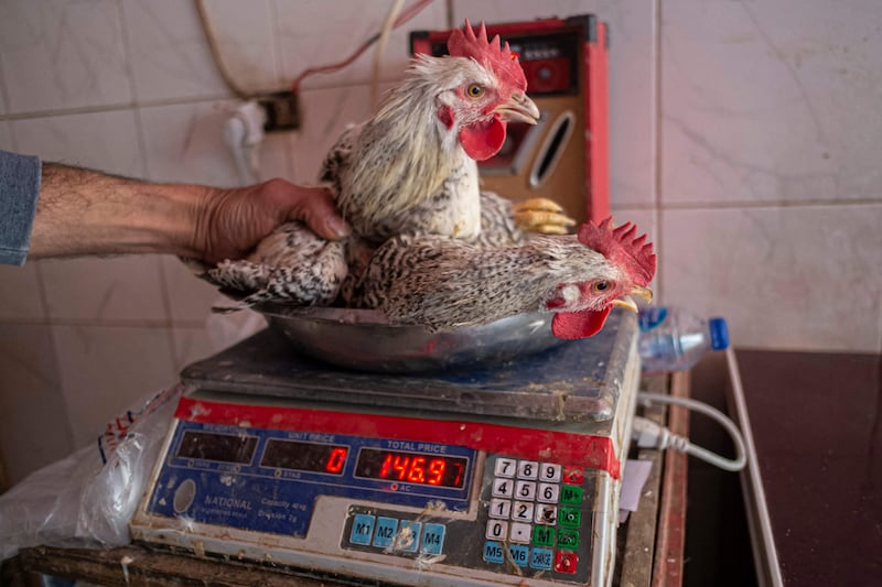 A vendor weighs a chicken at a shop in the Egyptian capital. AFP