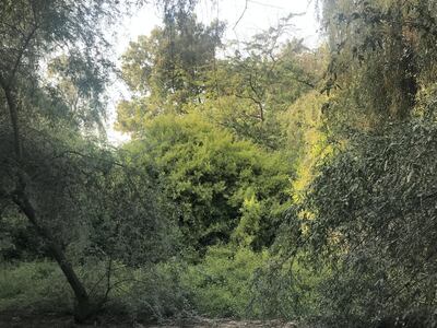 A tangled wood in Abu Dhabi tucked away between the walls of a palace and a large leisure complex. Photo: Peter Hellyer