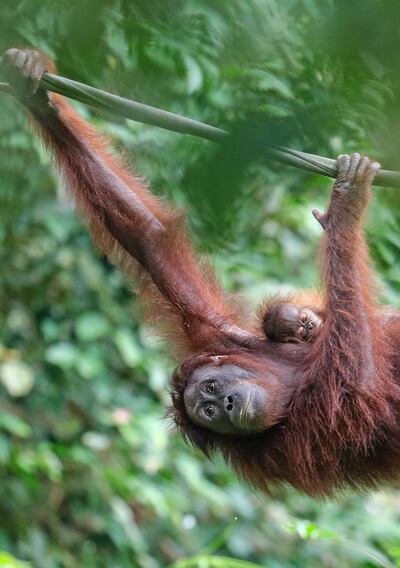 Inhabitants of the Sepilok Orangutan Rehabilitation Centre. Chris Charles / Unsplash