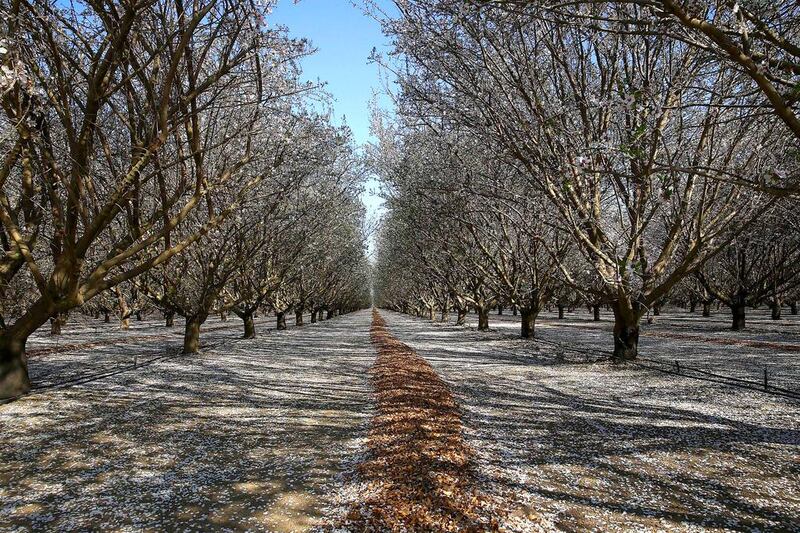 Almond trees bloom at Baker Farming in Firebaugh, California. Buyers now have to pay a higher price for almonds because of a tightness in supply. Justin Sullivan / Getty Images / AFP