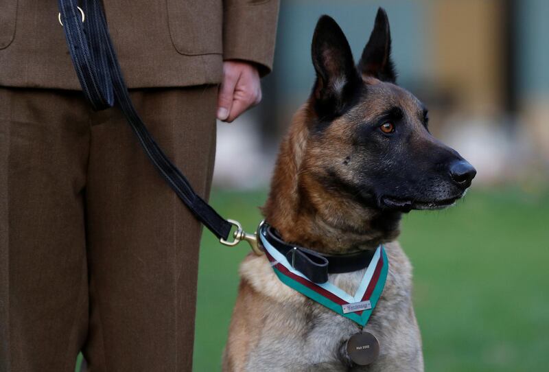 British Military Working Dog Mali poses for a photograph with his handler, Cpl. Daniel Hatley, after receiving the PDSA Dickin Medal, the animal equivalent of the Victoria Cross, for his heroic action in Afghanistan, in London, Britain November 17, 2017. REUTERS/Peter Nicholls
