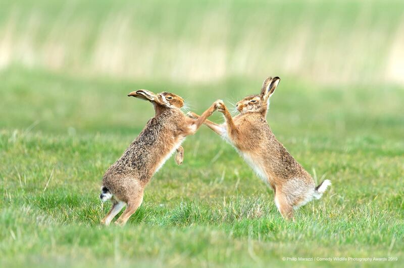 The Comedy Wildlife Photography Awards 2019
Philip Marazzi
Leatherhead
United Kingdom
Phone: 07765881242
Email: philip.marazzi@gmail.com
Title: Hip hop
Description: These two hares were trying out some new steps in their dance routine!
Animal: Brown Hare
Location of shot: Suffolk, UK