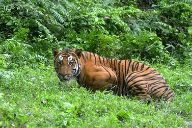 The killing of the tiger, not pictured, has sparked controversy among activists (AFP)