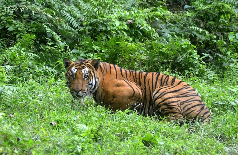 (FILES) In this file photo taken on December 21, 2014 an Indian Bengal tiger looks on in a forest clearing in Kaziranga National Park, some 280km east of Guwahati in northeast India. Controversy erupted November 3, 2018 over the killing of a man-eating tiger in India that had claimed 13 victims in two years but may have been illegally killed herself.
 / AFP / -
