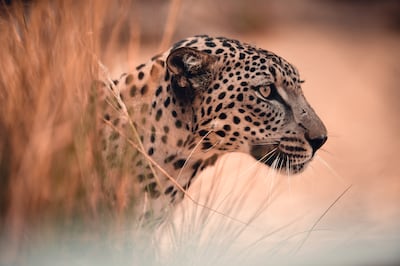 An Arabian leopard at a breeding centre in Taif, Saudi Arabia. Photo: Aline Coquelle