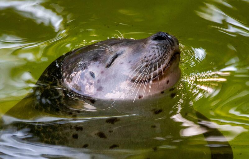 A seal bathes in a pond at Berlin's Zoologischer Garten Zoo. AFP