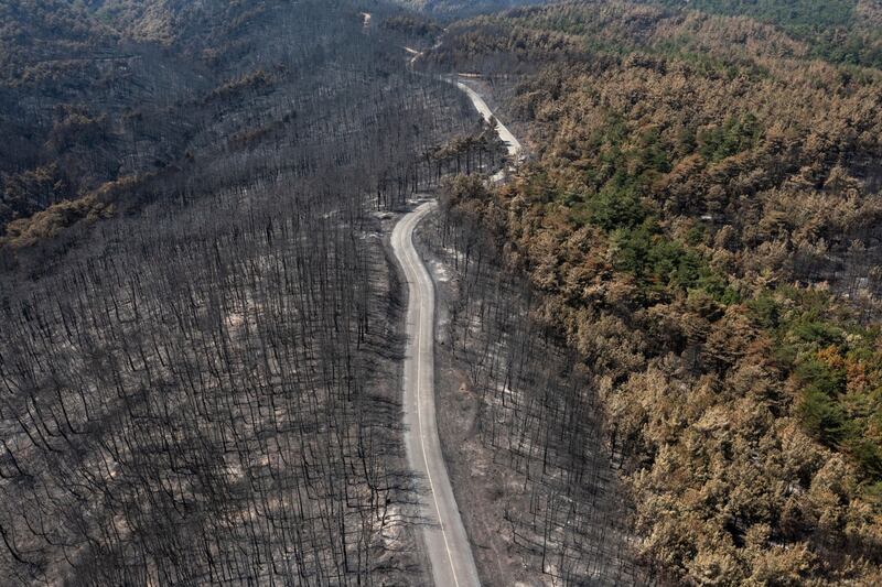 A road divides a burnt forest following a wildfire in Dadia National Park