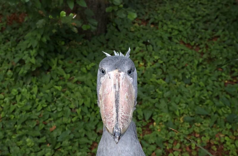 A shoebill yapah is seen at the Pairi Daiza wildlife park, a zoo and botanical garden in Brugelette, Belgium. Reuters