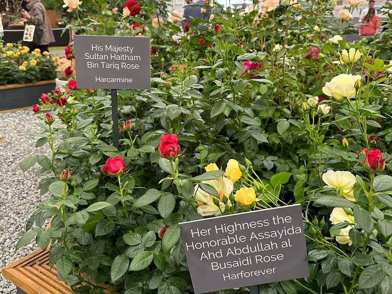 The roses were created by crossbreeding a combination of varieties in the city of Salalah. Photo: RHS