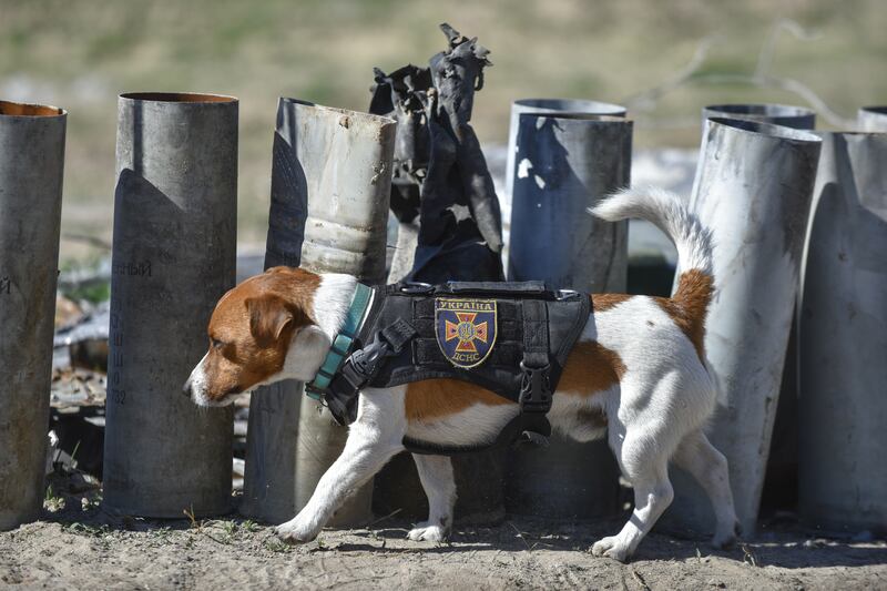 Patron, a dog trained by Ukrainian forces to sniff out explosives, near Kyiv. EPA