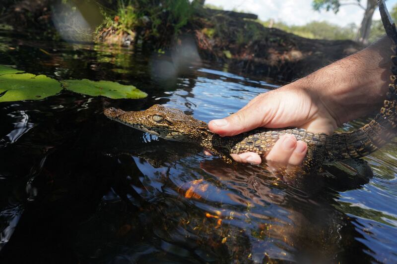 Researcher Etiam Perez releases a baby crocodile confiscated from illegal hunters into the dark waters of Cuba's palm-speckled Zapata Swamp. All photos: Reuters