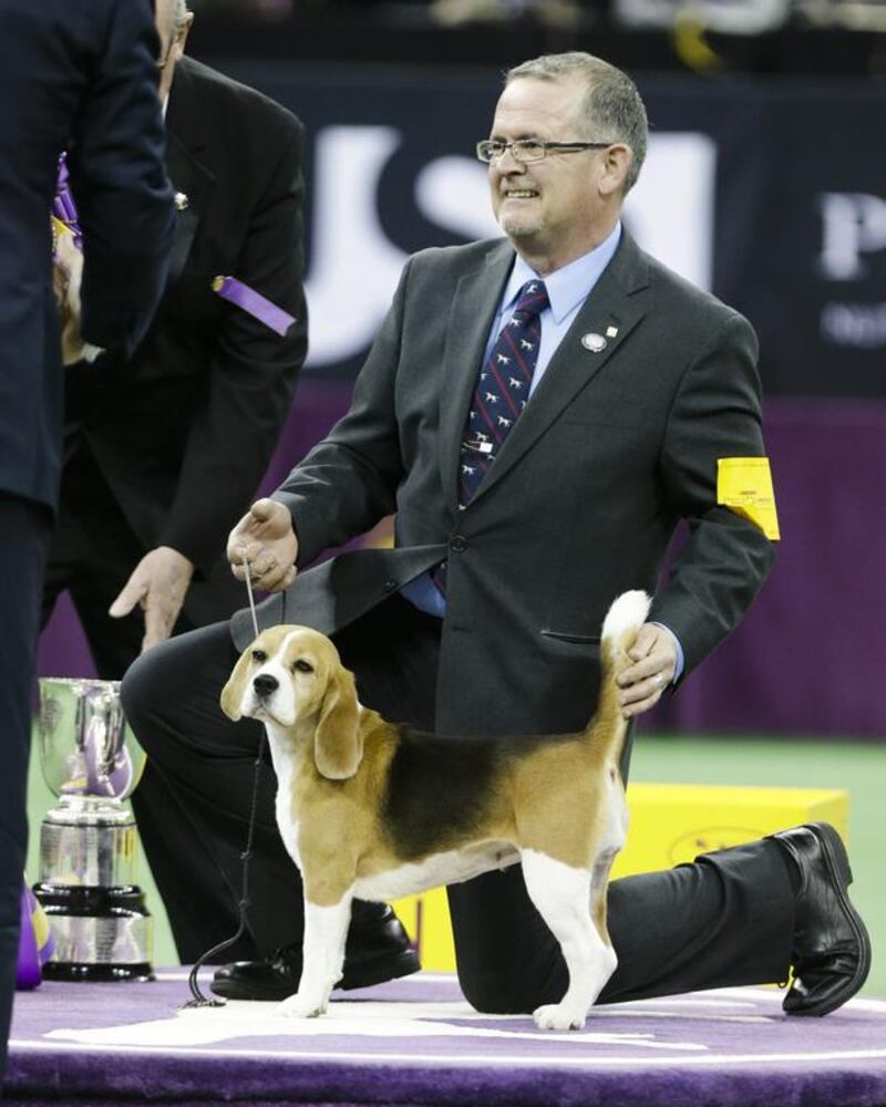 Miss P, a 15-inch beagle, and handler William Alexander, react after winning the Best in Show at the Westminster Kennel Club dog show Tuesday, Feb. 17, 2015, in New York. Frank Franklin II / AP photo