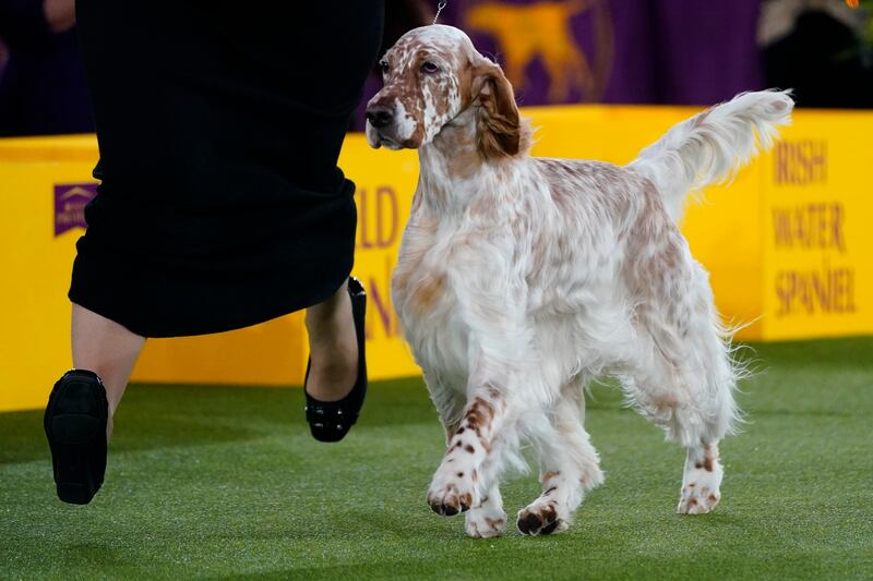 Belle, an English setter, wins in the sporting group. AP