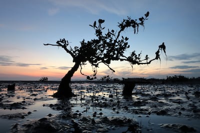 A wilting mangrove tree that survived a tsunami in Indonesia in April 2023. EPA


