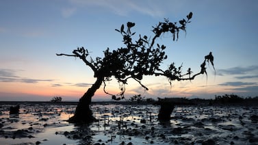 A mangrove tree in Banda Aceh, Indonesia. How to compensate poorer countries for loss and damage caused by climate change will be a major issue at Cop28. EPA