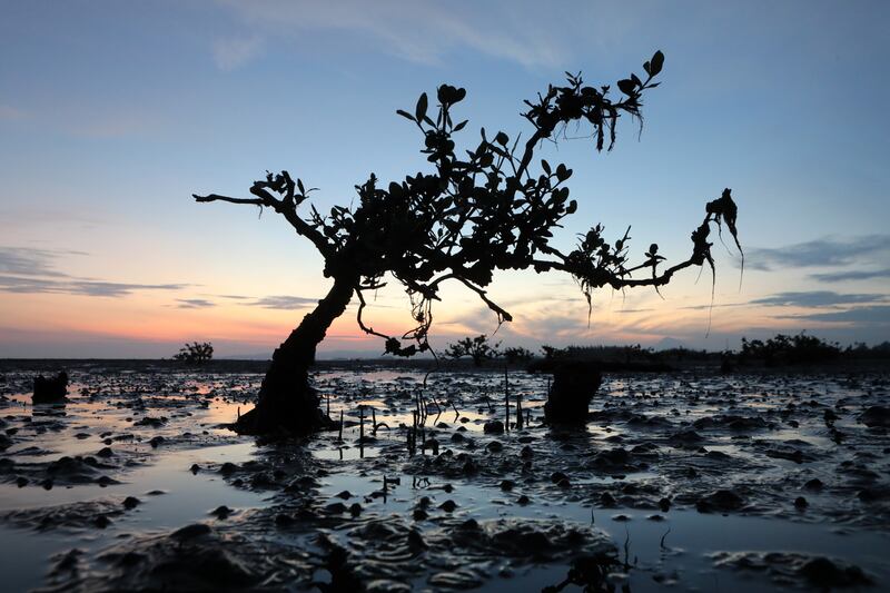 A mangrove tree in Banda Aceh, Indonesia. How to compensate poorer countries for loss and damage caused by climate change will be a major issue at Cop28. EPA