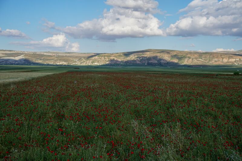 A sea of red flowers are blooming in the Sahel Al-Rouj countryside, Idlib, north-west Syria