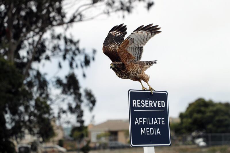 A hawk prepares to take flight off a parking sign at PGA Championship 2020 along Lake Merced at Harding Park in San Francisco.  EPA