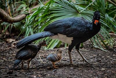 The two red-billed curassows hatched at Chester Zoo. PA