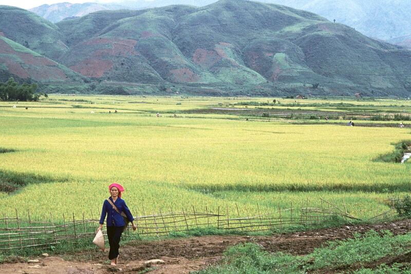 VIETNAM - CIRCA 1900:  Binh Lu rice-field in Vietnam.  (Photo by JNS/Gamma-Rapho via Getty Images)