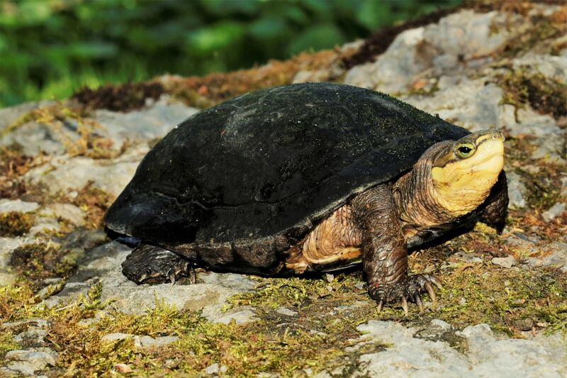 The Zhou's box turtle. Turtles are among the most threatened reptiles, a study has found. Photo: NSF