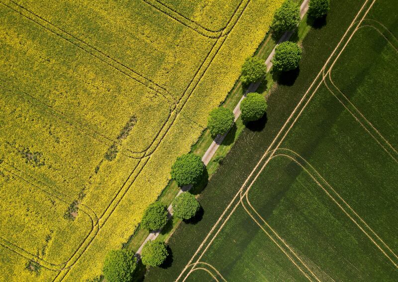 A yellow rapeseed field in bloom in Hemel Hempstead, southern Britain. Reuters