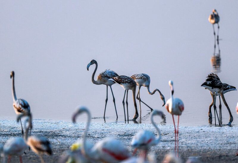 Abu Dhabi, United Arab Emirates, August 6, 2020. 
A record 876 flamingo chicks hatched at Abu Dhabi’s Al Wathba Wetland Reserve this season.
Victor Besa /The National
Section: NA
For:  Standalone/Big Picture