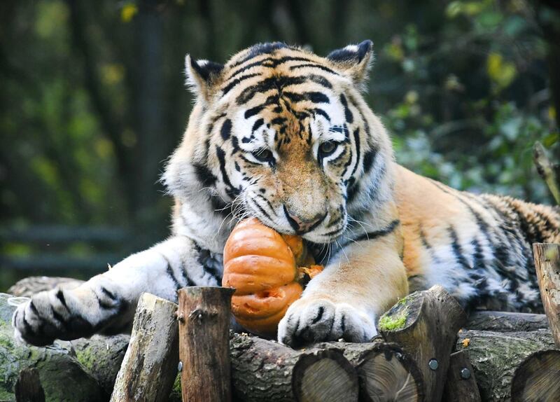 A tiger in Amersfoort Zoo playing with a pumpkin, in Amersfoort, The Netherlands.  EPA