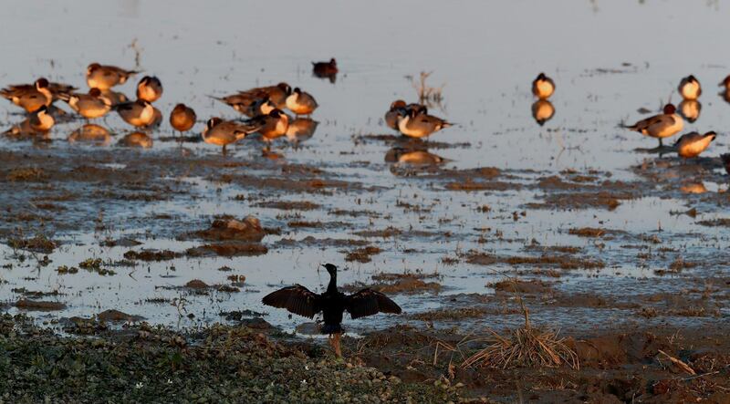 A cormorant bird spreads its wings next to migratory birds in a wetland in Pobitora wildlife sanctuary on the outskirts in Gauhati, India. AP Photo